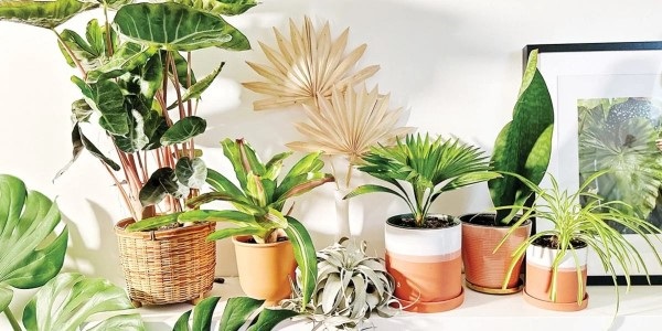 cay-xanh-chiu-dieu-kien-thieu-sang-4