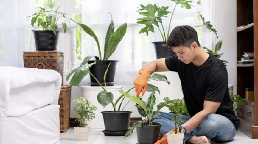 trong-cay-moi-xay-nha-4