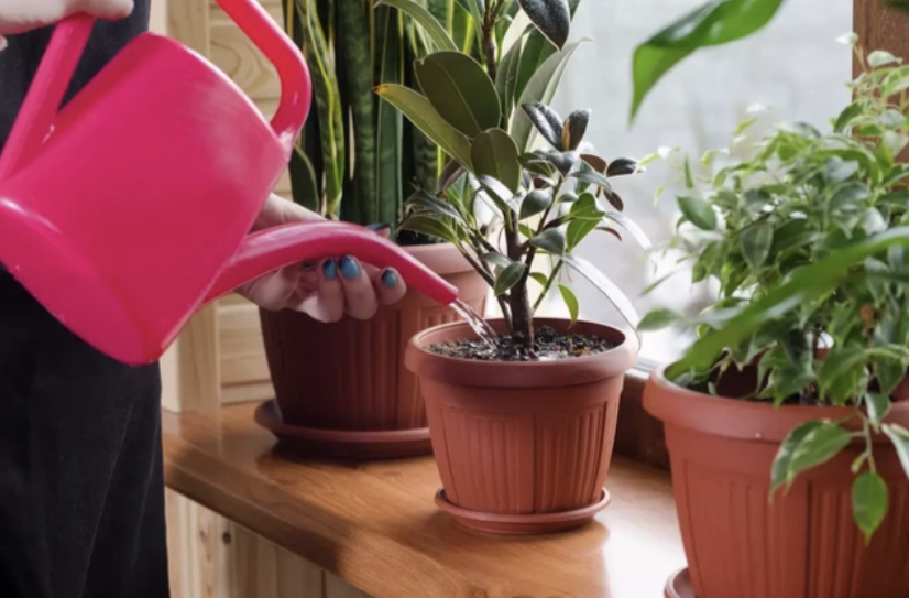 cay-xanh-chiu-dieu-kien-thieu-sang-3