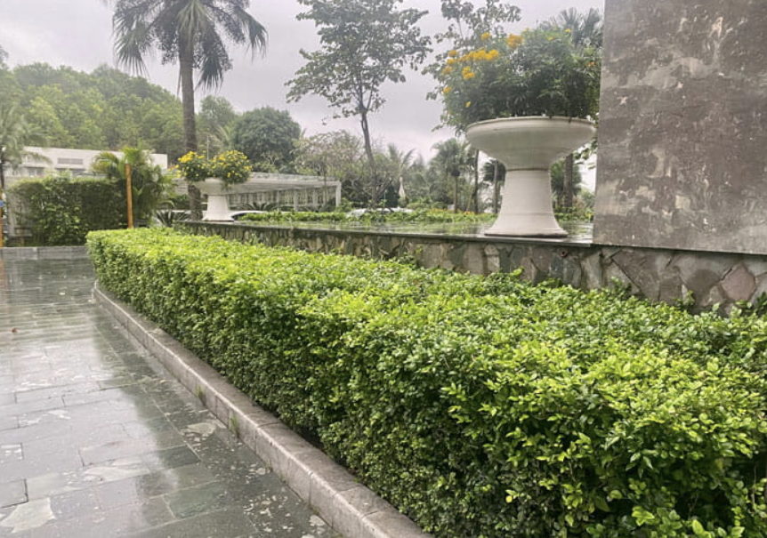 cay-cho-san-vuon-moi-nha-pho-4