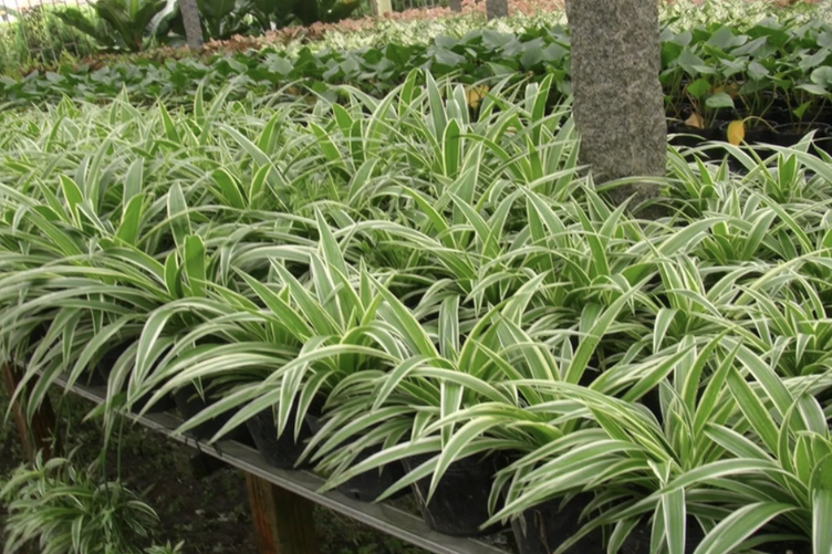 cay-cho-san-vuon-moi-nha-pho-5