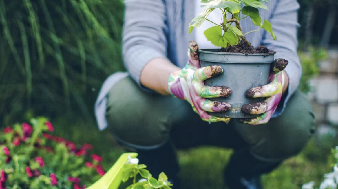 cay-de-trong-cho-nha-moi-1