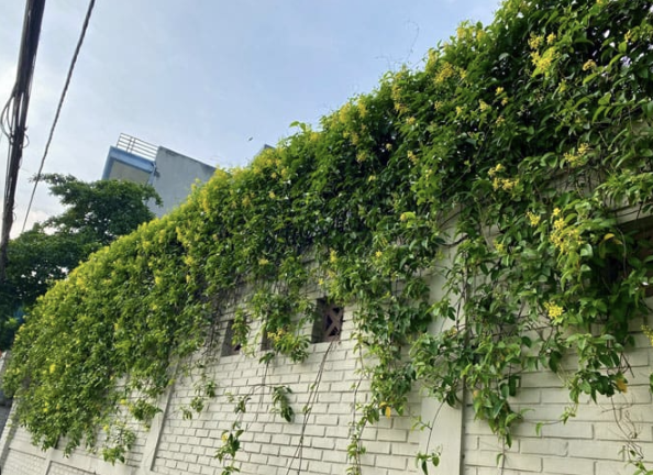 cay-leo-ban-cong-nha-pho-1