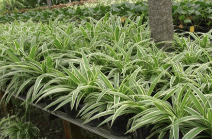 cay-xanh-cho-nha-pho-tai-tphcm