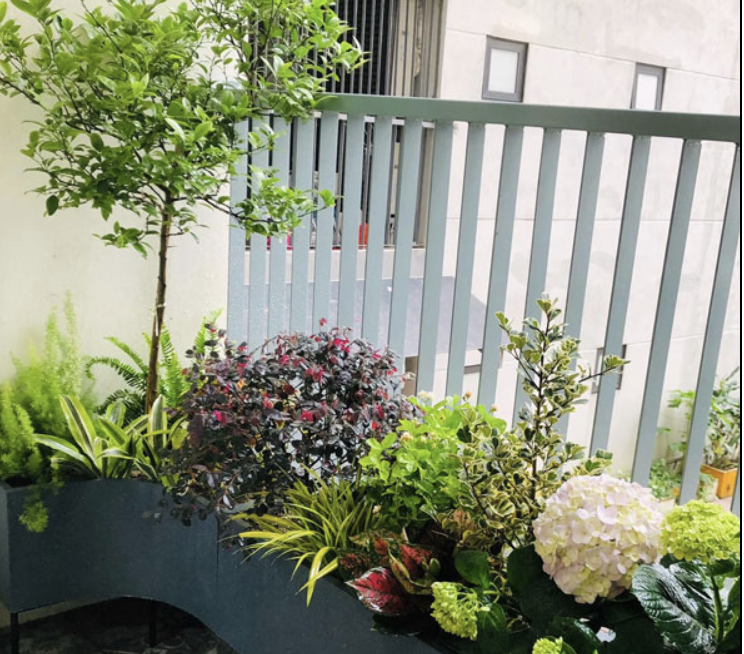 cay-chong-nang-ban-cong-nha-pho