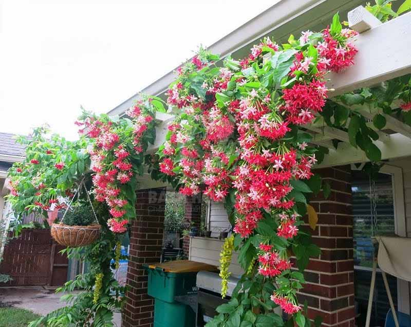 cay-trong-ban-cong-dep-3