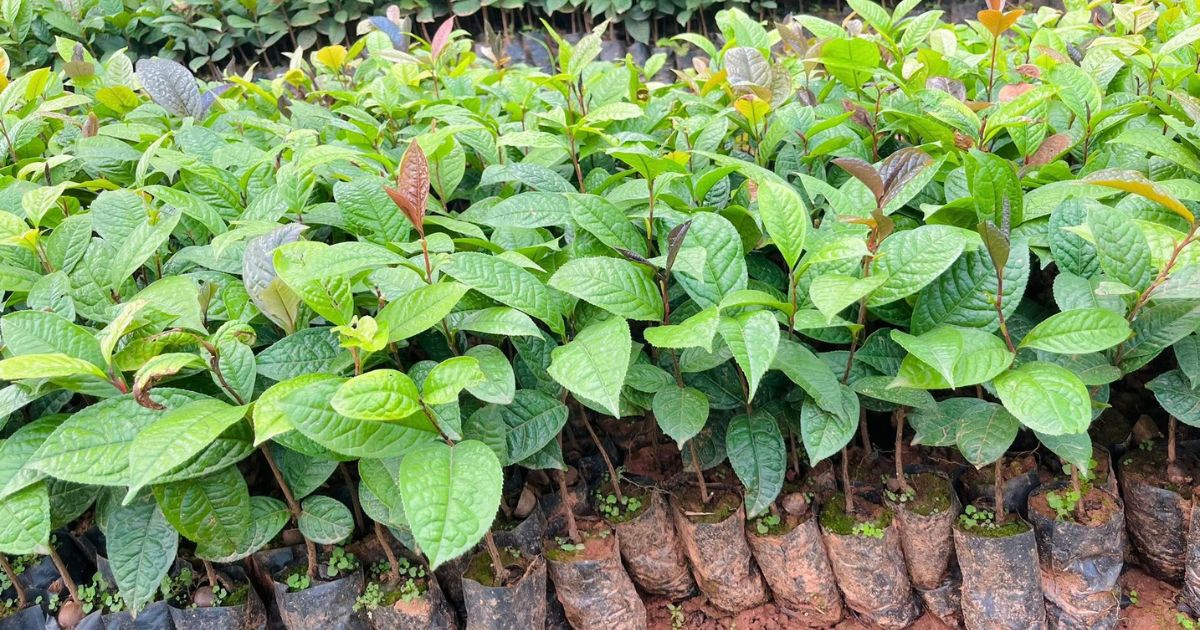 cay-de-trong-cho-nha-moi-2