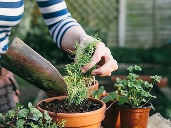 cay-trong-ban-cong-dep-4