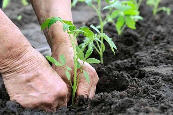 cach-cham-soc-cay-moi-trong-2