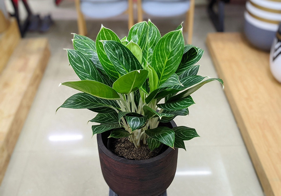 loai-cay-phu-hop-nha-pho-2