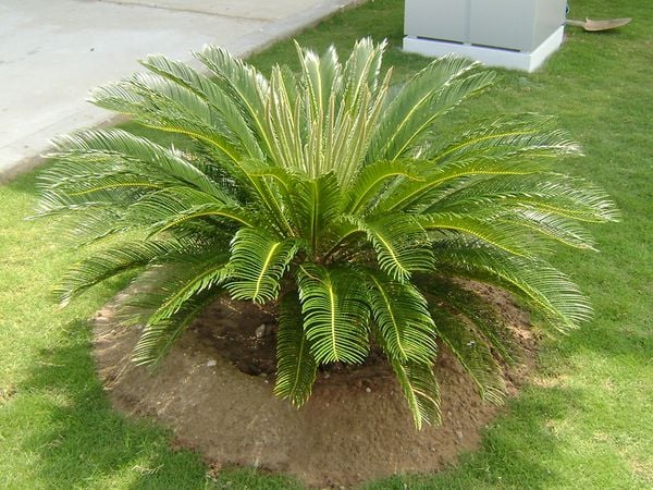 thiet-ke-vuon-nha-nho-7-nguyen-tac-giup-san-truoc-luon-xanh-ma-khong-roi-mat