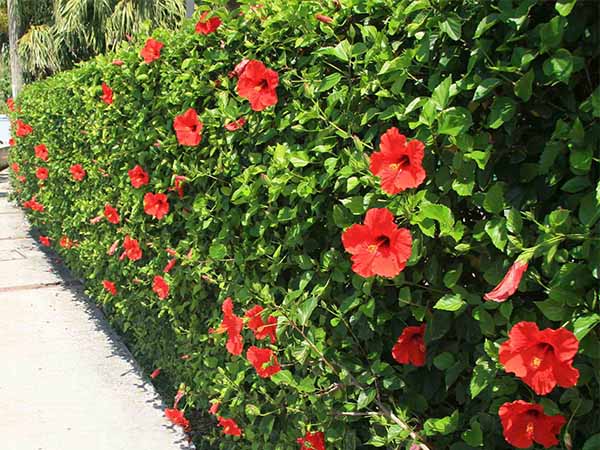 cay-xanh-lam-hang-rao-nhe-2