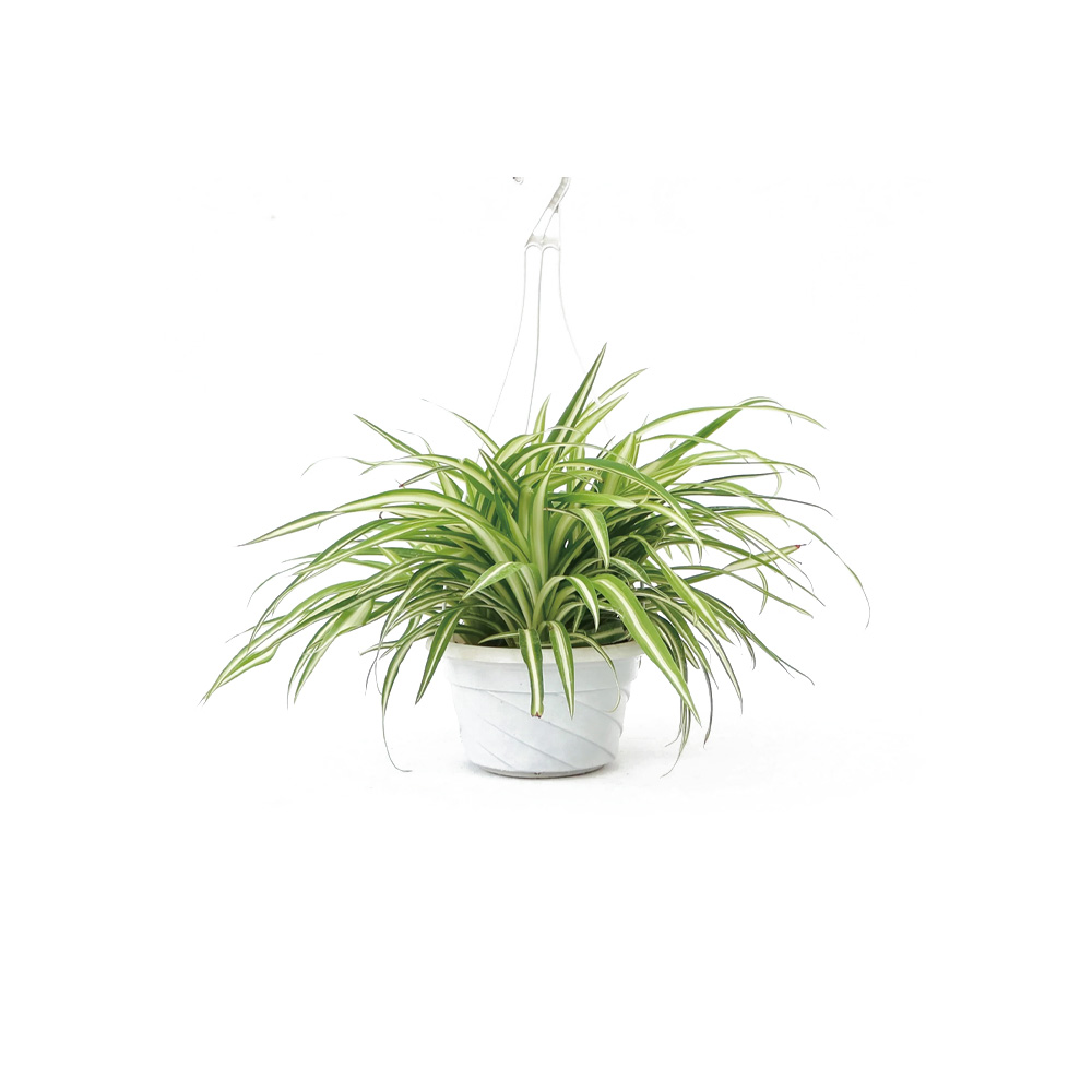 cay-xanh-cho-nha-moi-xay-3