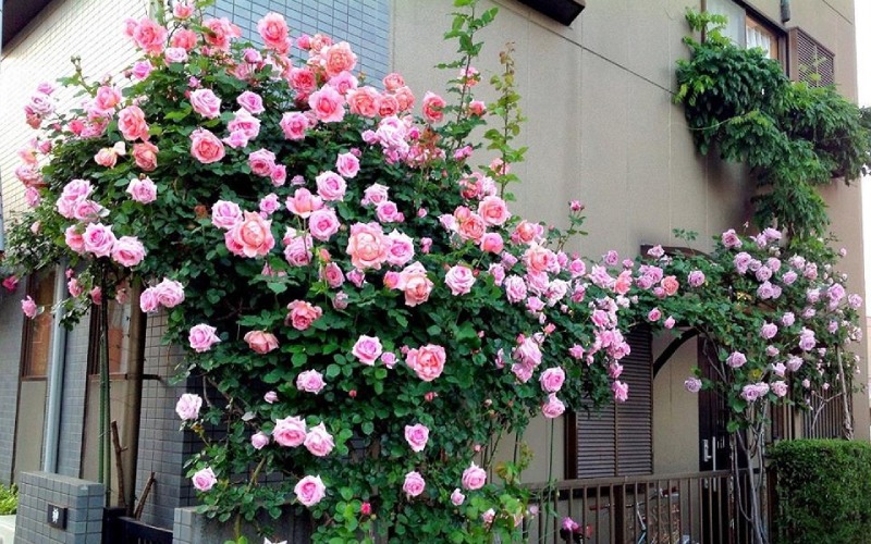 cay-xanh-cho-nha-pho-3