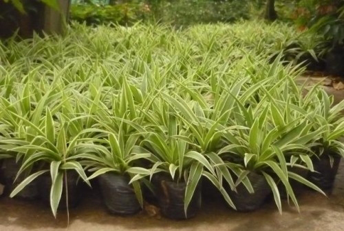 cay-trong-vien-san-vuon-2