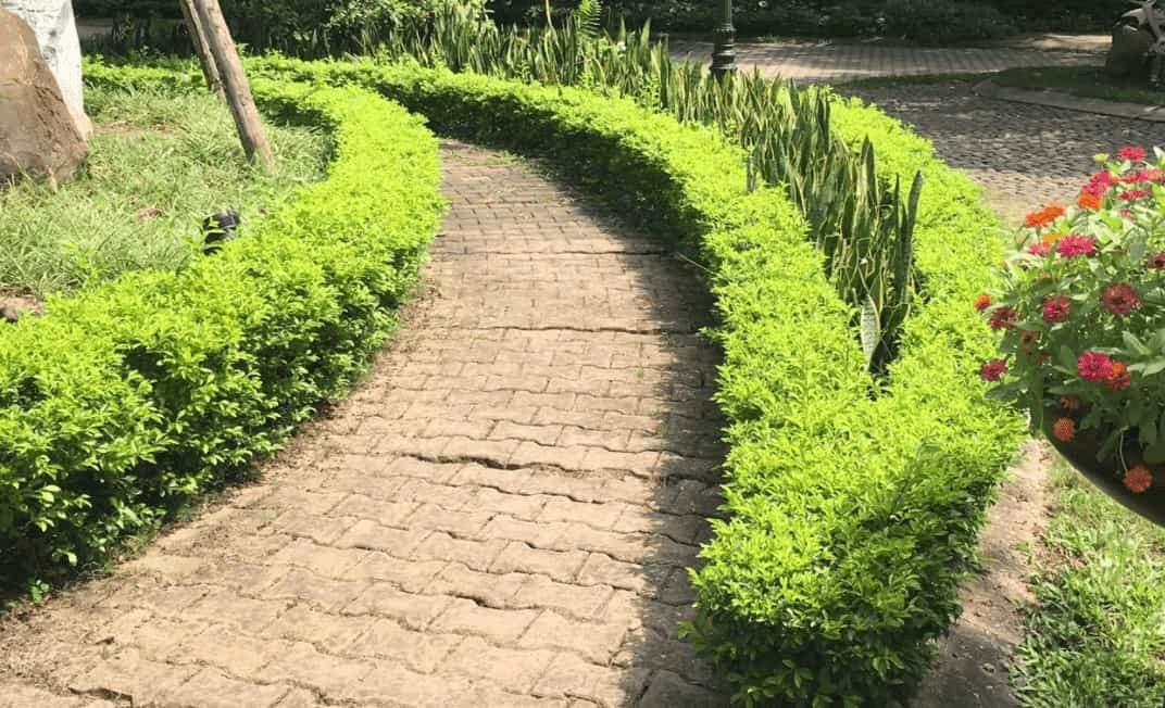 cay-trong-vien-san-vuon-1