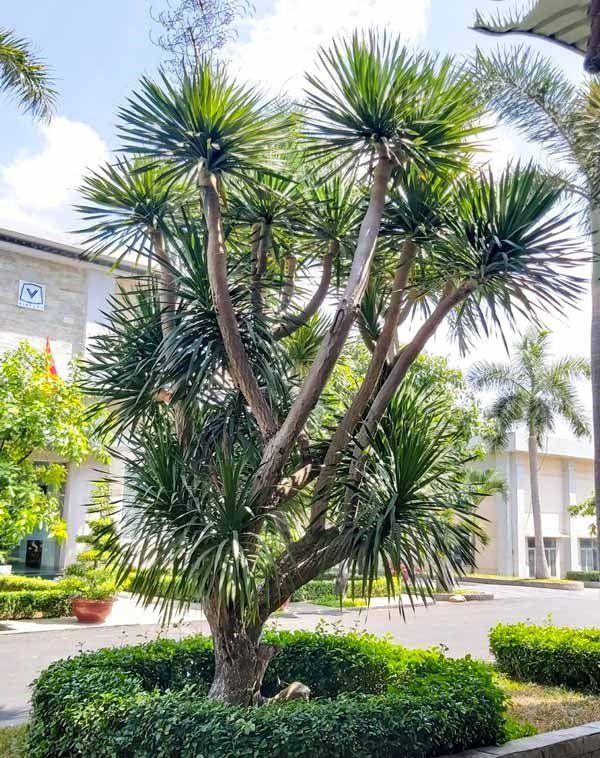 trong-cay-quanh-san-nha-10-goi-y-cay-de-song-it-rung-la-hop-khi-hau-binh-duong-sai-gon