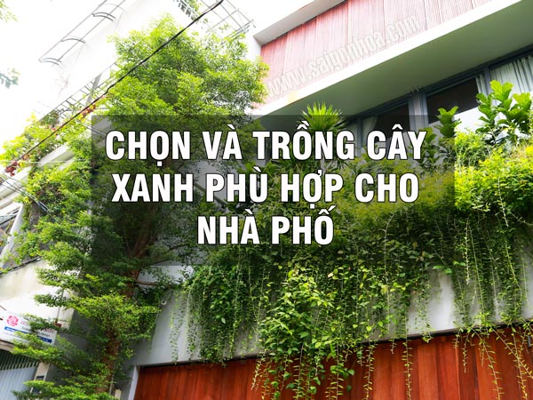 loai-cay-phu-hop-nha-pho-1