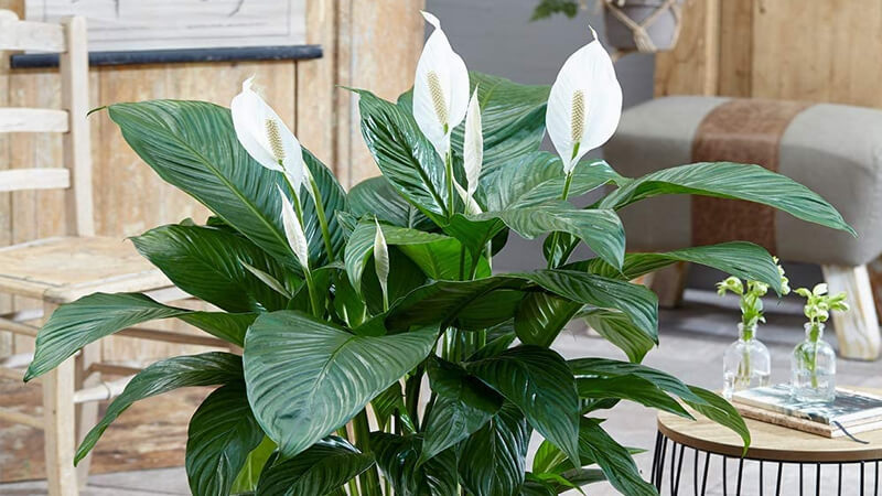 cay-xanh-cho-nha-moi-xay-2