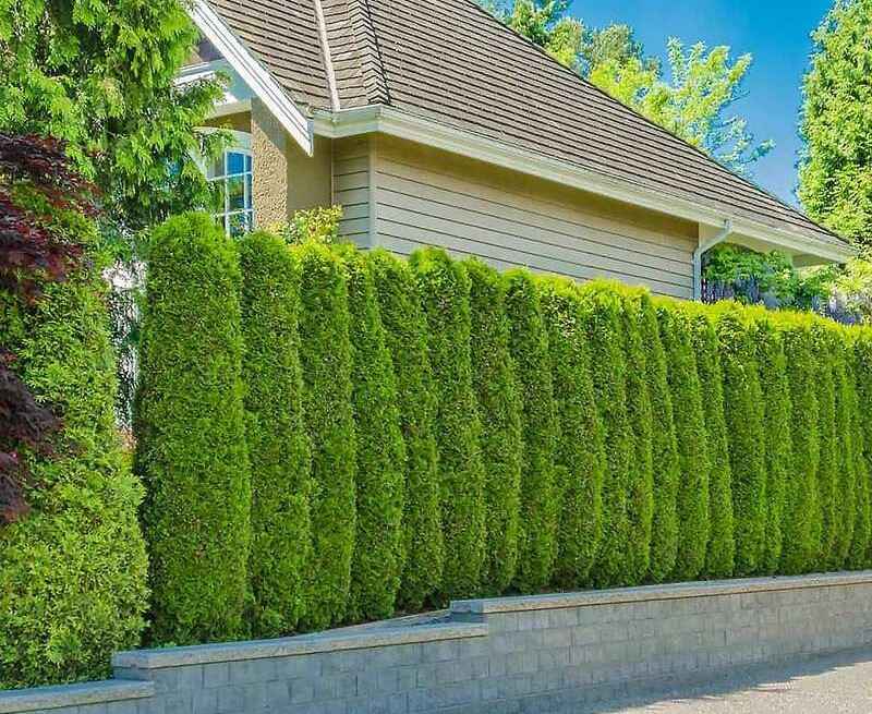 cay-xanh-lam-hang-rao-nhe-1