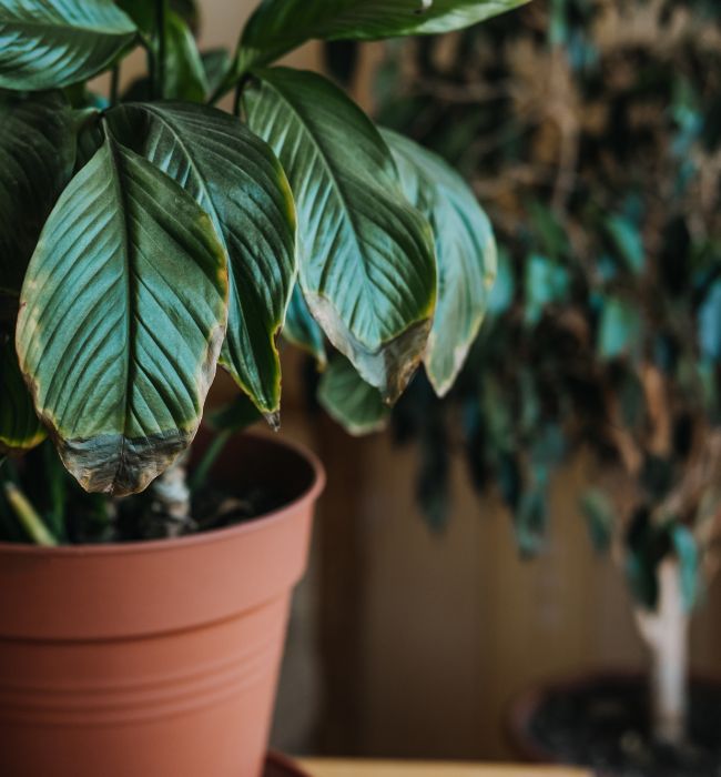 Chọn sai loại cây so với điều kiện ánh sáng