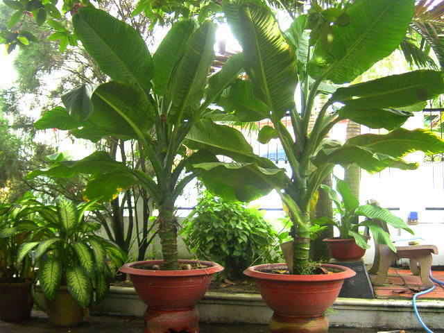 Cây Đại Phú Gia