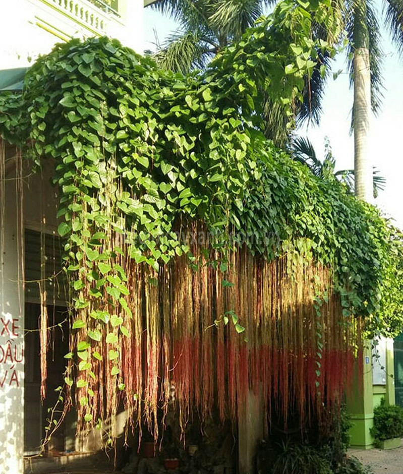 cay-chong-nang-ban-cong-nha-pho