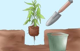 cay-xanh-de-ngoai-san-nha-moi-3