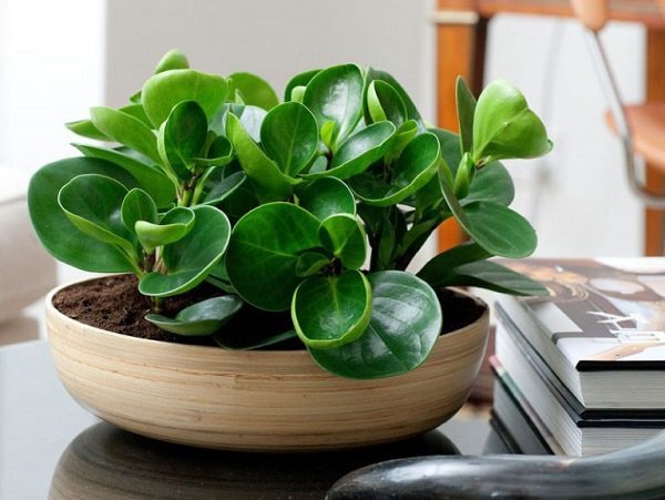 Những loại cây cảnh để bàn phù hợp cho quán cà phê