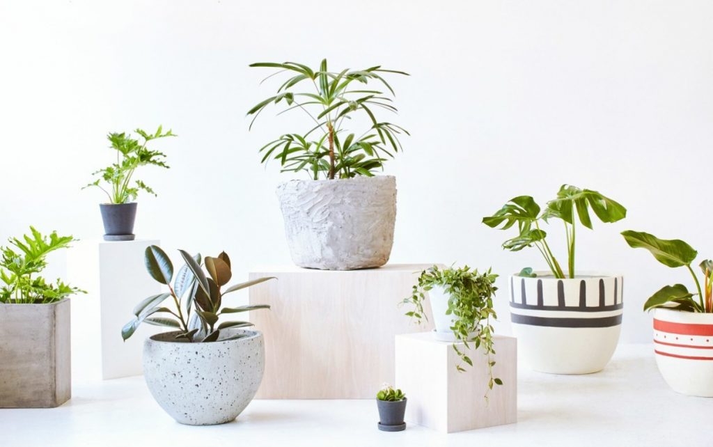 Cây cảnh để bàn quán cà phê