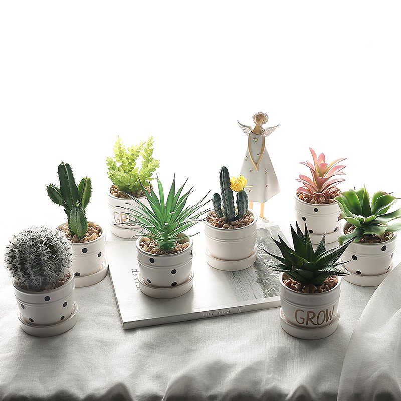 Mua cây cảnh mini để bàn ở đâu uy tín?