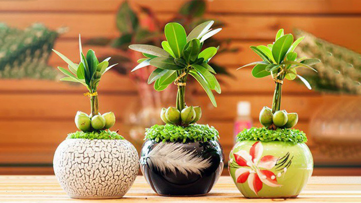 Cây cảnh mini để bàn quán cafe 
