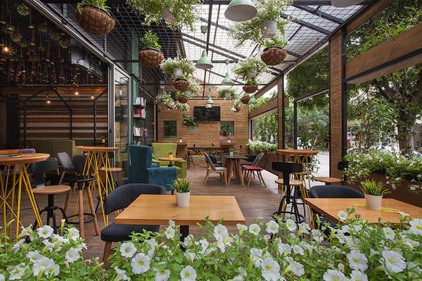 Đơn vị cung cấp cây xanh cho quán cafe HCM giá rẻ, chất lượng