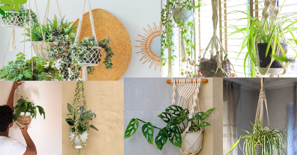 Cây cảnh treo trang trí quán cafe