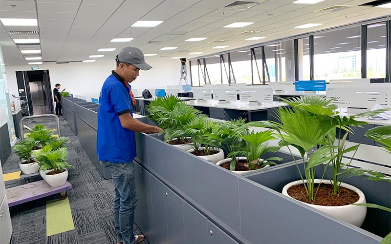 Dịch Vụ Chăm Sóc Cây Xanh Văn Phòng Trọn Gói Chuyên Nghiệp, Giá Tốt