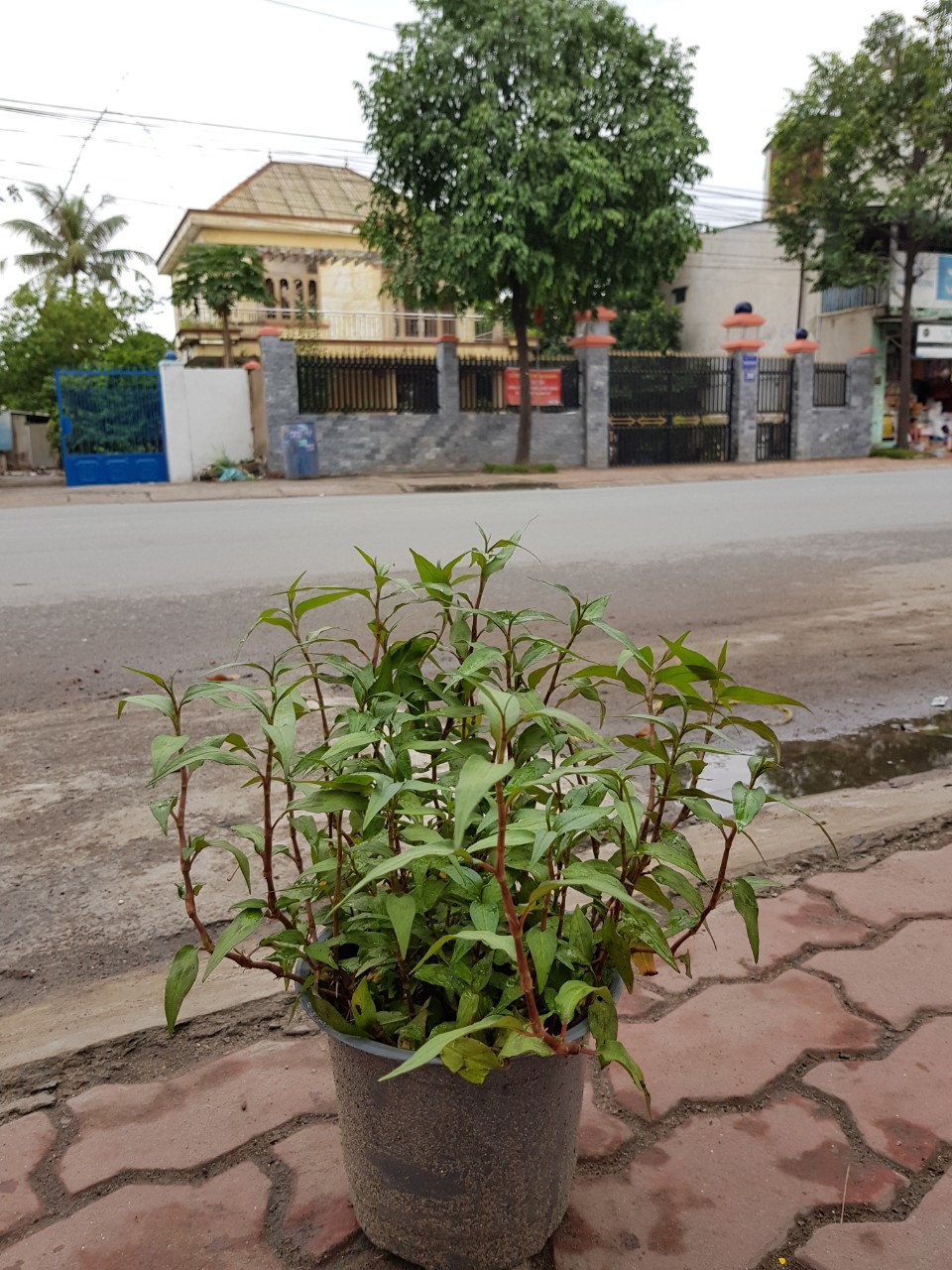 CÂY RAU RÂM