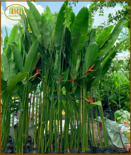 CÂY CHUỐI PHƯỢNG HOÀNG