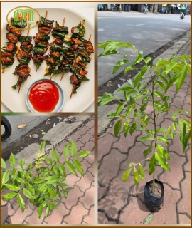 CÂY MẮC MẬT