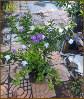 CÂY LÀI NHẬT