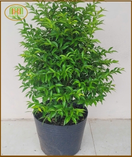CÂY MAI CHIẾU THUỶ TÁN COL