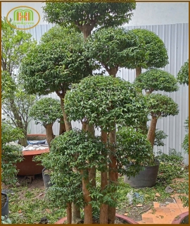 MAI CHIẾU THUỶ 1.5M -2M