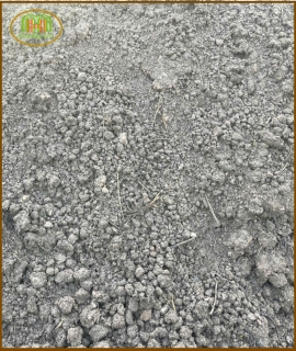 ĐẤT ĐEN TRỒNG CÂY